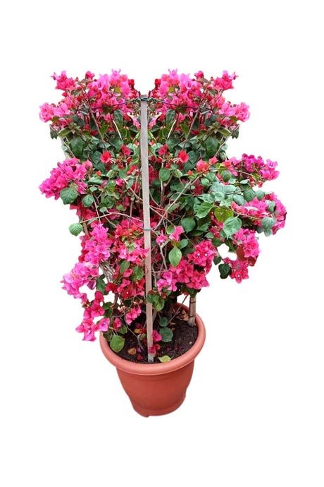 Vibrant Bougainvillea Bushy Paper Flower Plants in a Decor Pot
