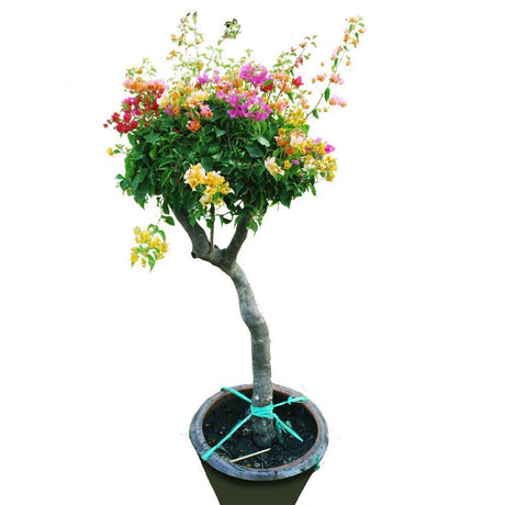 Great Bougainvillea-Bougainvillea Spectabilis - Plantsworld.ae - {{ varient.name }}