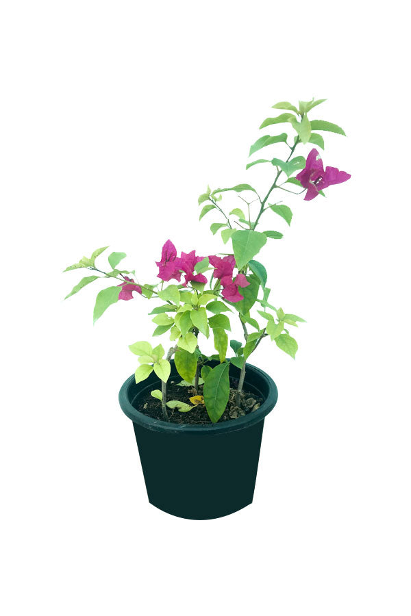 Bougainvillea Small outdoor flowering plant with vibrant colorful blooms – Buy online at Plantsworld.ae