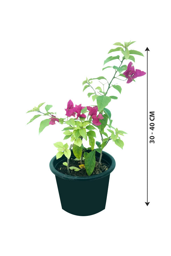 Bougainvillea Small - Outdoor Flowering Plant