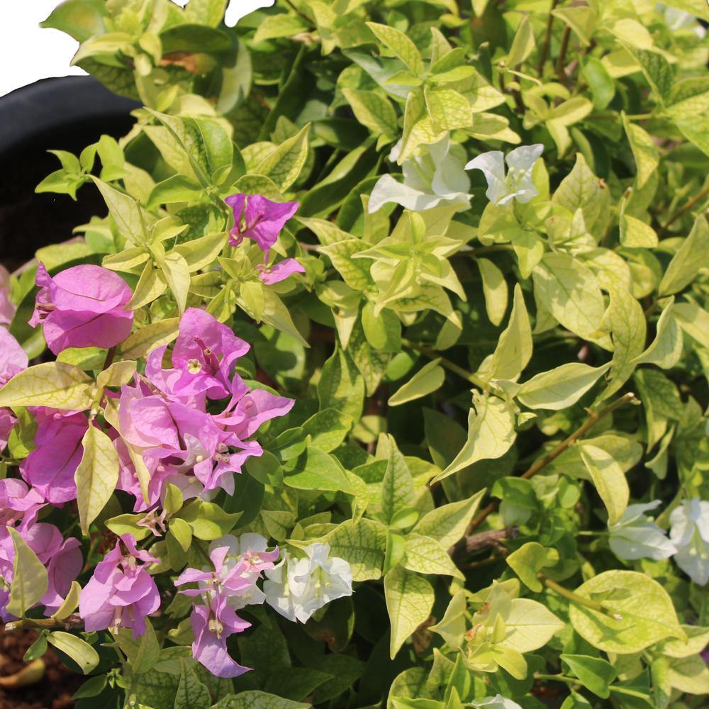 Bouganvillea Alexander - Bouganvillea Alexander - Plantsworld.ae