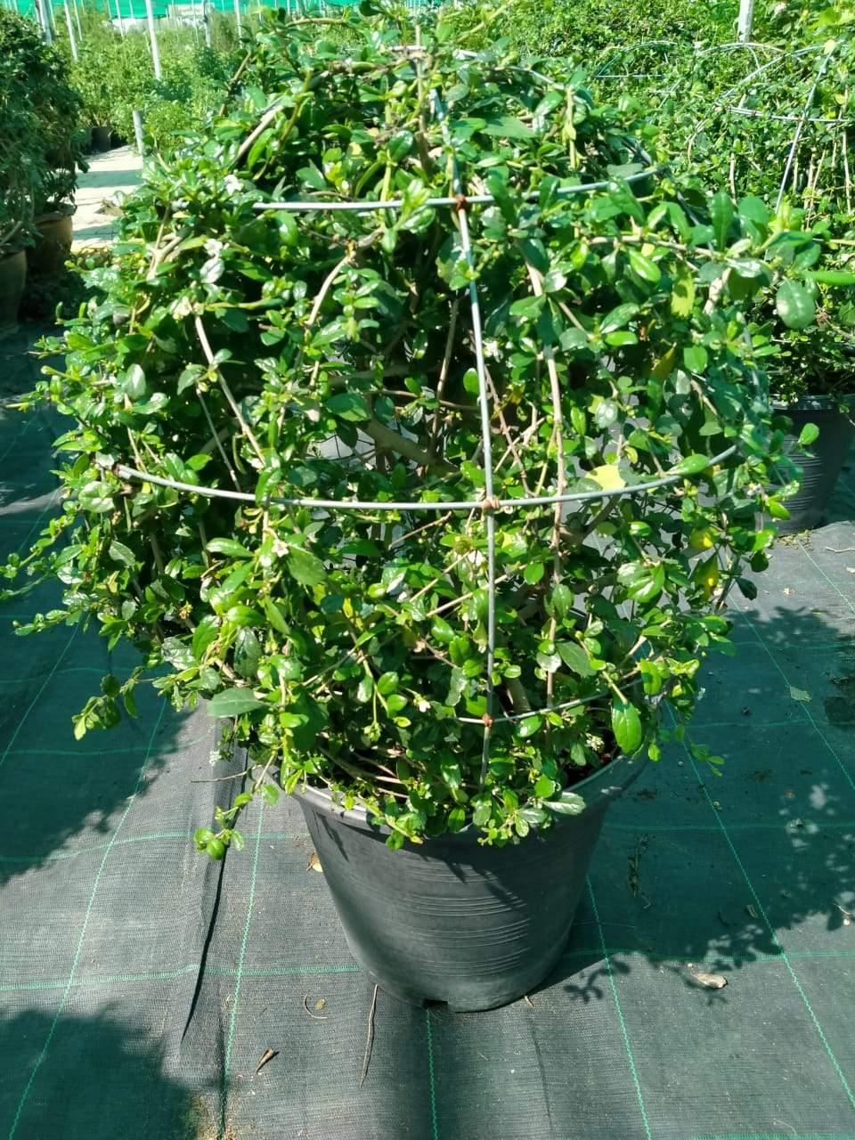Boxwood-Buxus - Plantsworld.ae - {{ varient.name }}