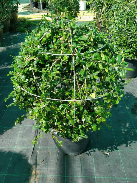 Boxwood-Buxus - Plantsworld.ae - {{ varient.name }}