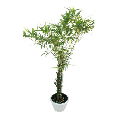 Buddha Bamboo-Bambusa Ventricosa - Buddha Bamboo-Bambusa Ventricosa - Plantsworld.ae