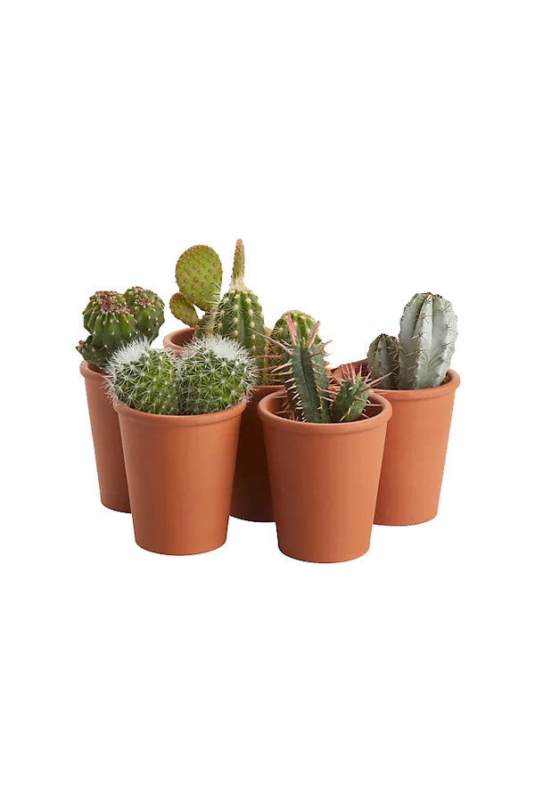Cactus Collection - Indoor Cactus Plants (5 Nos.)