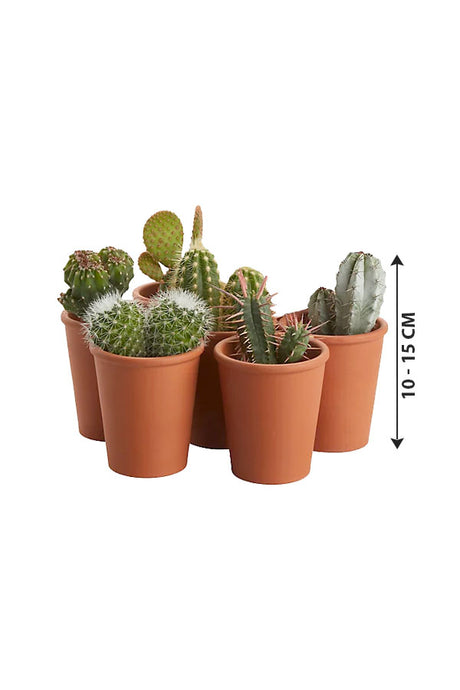 Cactus Collection - Indoor Cactus Plants (5 Nos.)