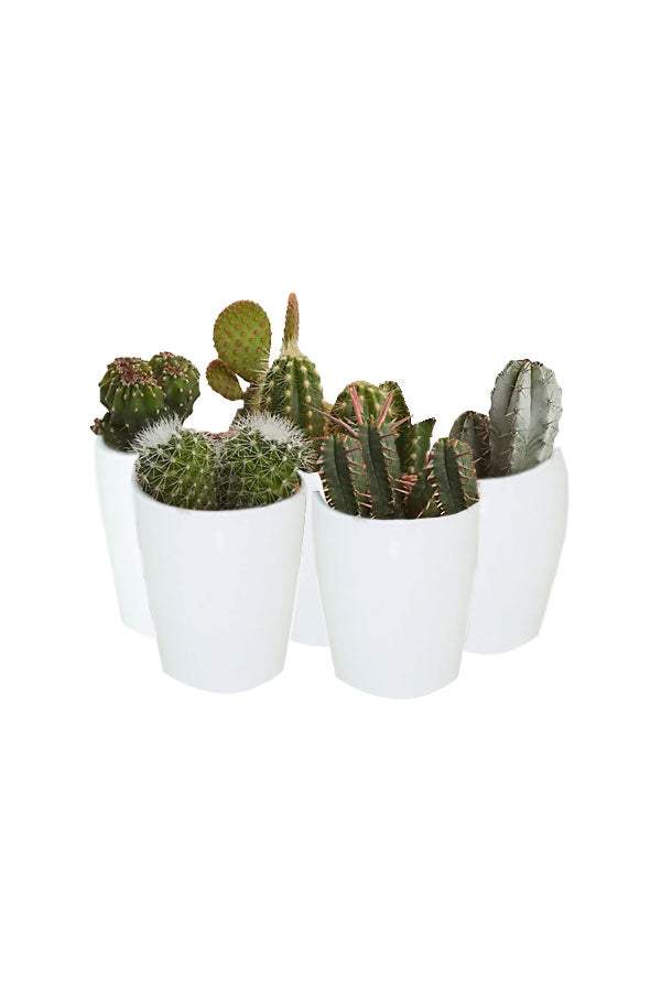 Indoor Cactus Collection – 5 unique indoor cactus plants for home décor, available at Plantsworld.ae