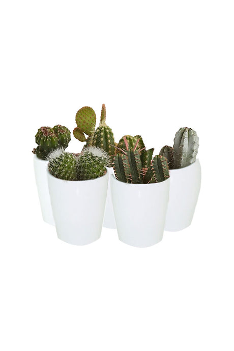 Indoor Cactus Collection – 5 unique indoor cactus plants for home décor, available at Plantsworld.ae
