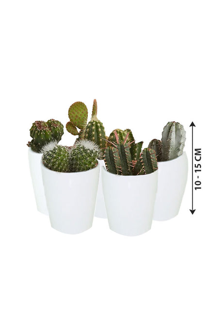 Cactus Collection - Indoor Cactus Plants (5 Nos.)