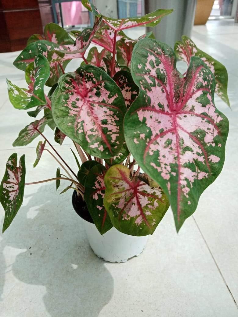 Caladium - Caladium - Plantsworld.ae
