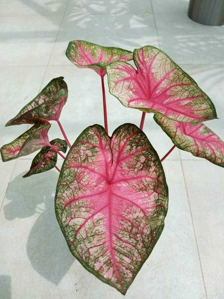 Caladium - Caladium - Plantsworld.ae
