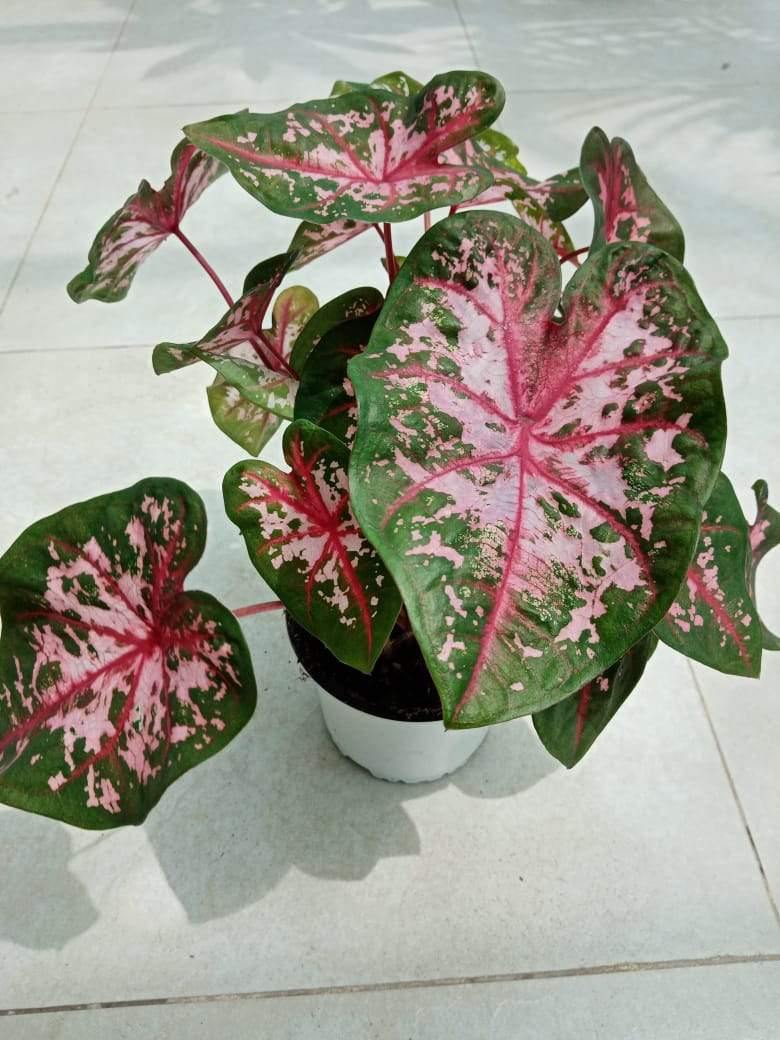 Caladium - Caladium - Plantsworld.ae