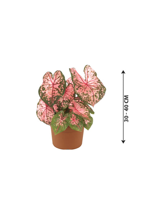 Caladium - Angel Wings - Indoor Plant