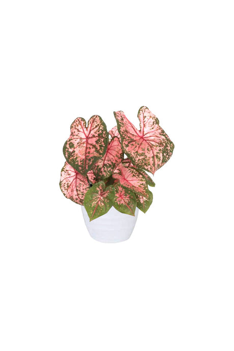 Caladium - Angel Wings - Indoor Plant