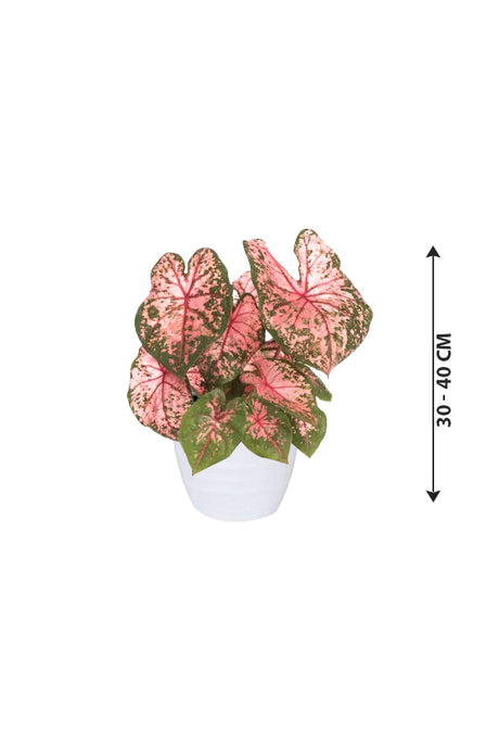 Caladium - Angel Wings - Indoor Plant
