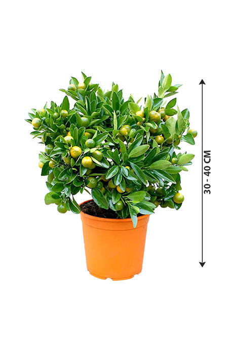 Calamansi - Citrofortunella Microcarpa