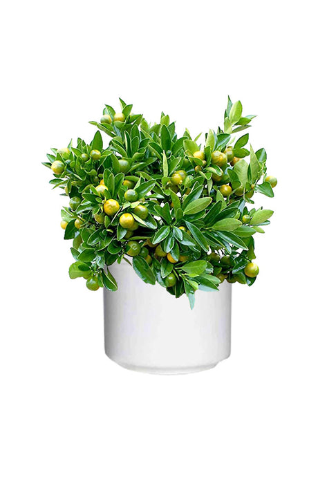 Calamansi Citrofortunella Microcarpa Outdoor Fruit Plant - Fresh, Tangy Fruits for Your Garden