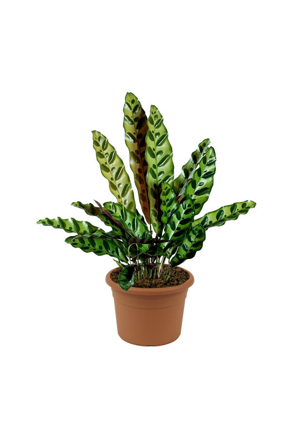 Calathea Lancifolia - Rattlesnake Plant