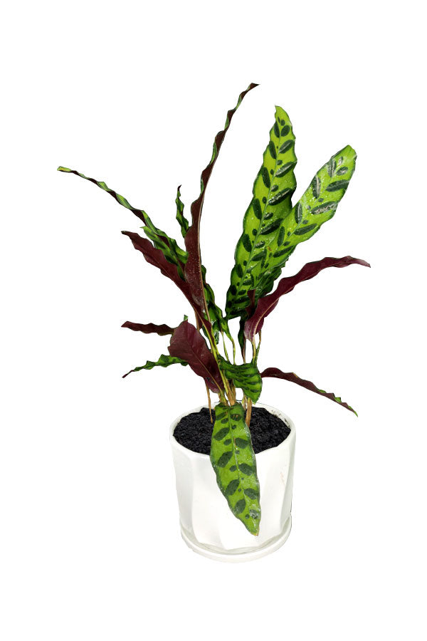 Silver Combo Package-Health Club