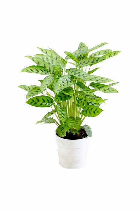 Calathea Leopardina (Goeppertia Concinna) with vibrant patterned leaves, available at Plantsworld.ae