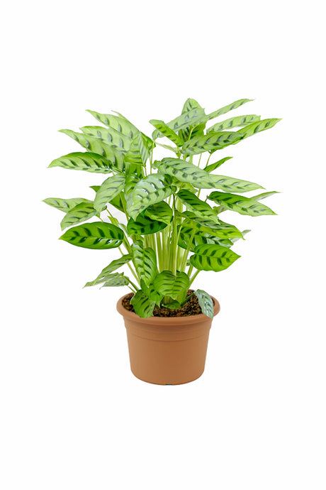 Calathea Leopardina - Goeppertia Concinna