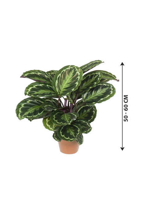 Calathea Makoyana - Peacock Indoor Plant