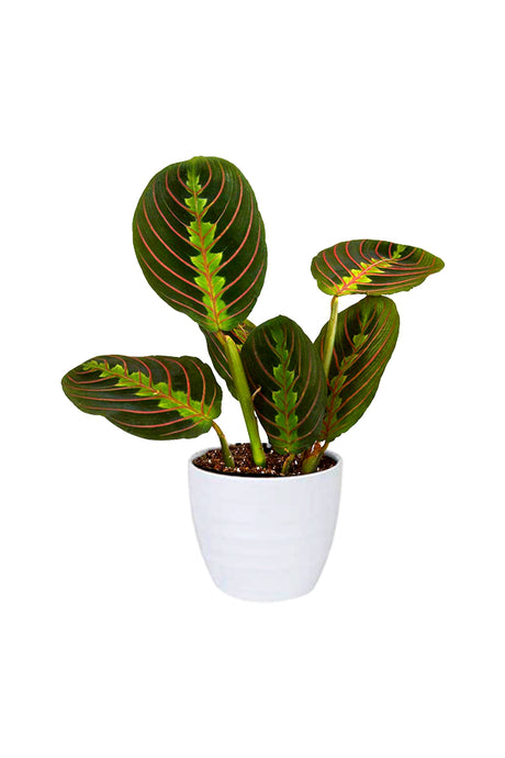 Calathea Maranta Prayer Plant with vibrant green and patterned leaves, available at Plantsworld.ae
