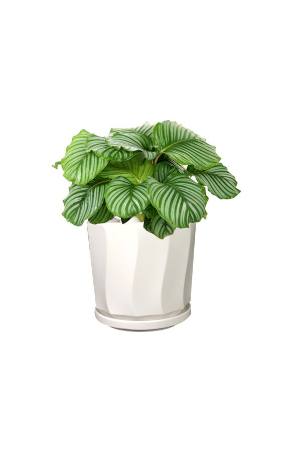 Calathea Orbifolia plant on office table in Dubai – Elegant tabletop greenery by Plantsworld.ae