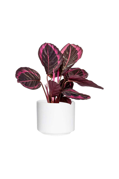 Calathea Dottie - Calathea Roseopicta plant with vibrant purple foliage, available at Plantsworld.ae