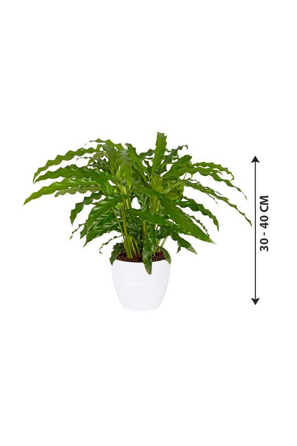 Calathea Bluegrass - Calathea Bluegrass - Plantsworld.ae