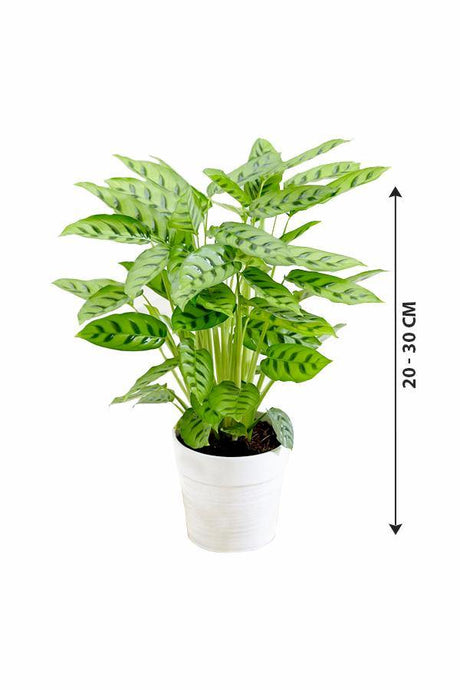Calathea Leopardina - Goeppertia Concinna - Calathea Leopardina - Goeppertia Concinna - Plantsworld.ae