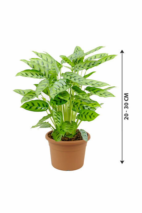 Calathea Leopardina - Goeppertia Concinna