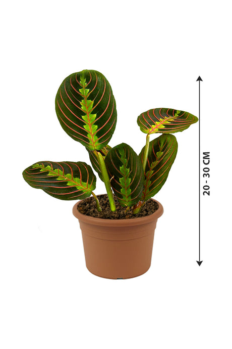 Calathea Maranta - Prayer Plant