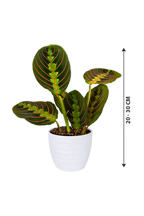 Calathea Maranta - Prayer Plant