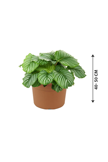 Calathea Orbifolia - Striped Calathea