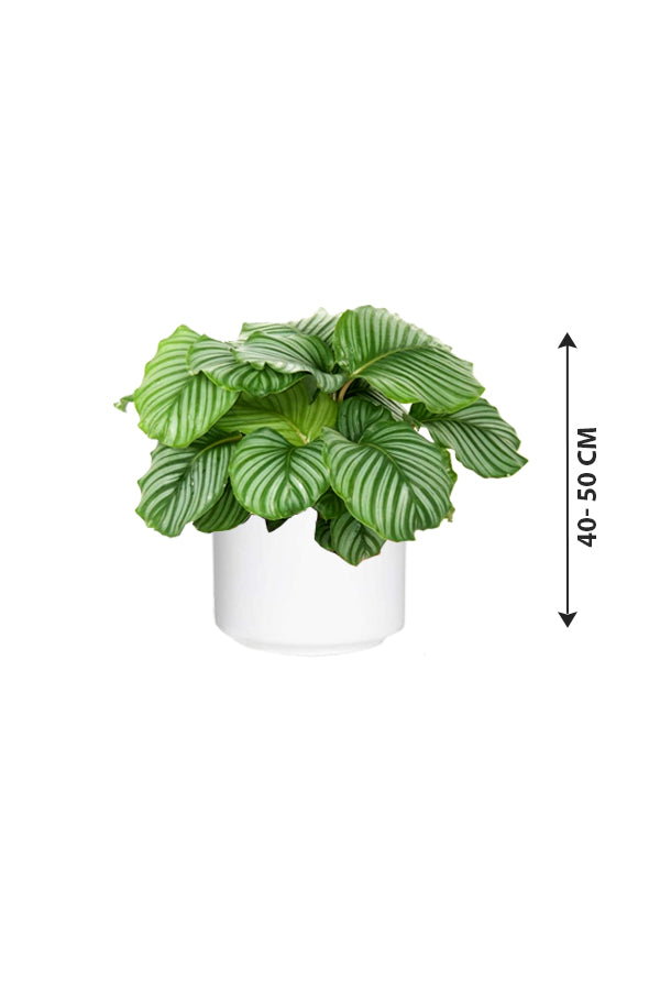 Calathea Orbifolia - Striped Calathea