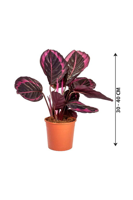 Calathea Dottie - Calathea Roseopicta