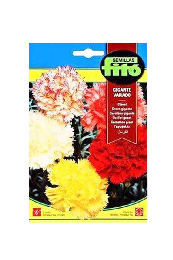 Fito Campanula Giant Mix (15 cm) plants, perfect for adding color and beauty to your UAE garden, available at Plantsworld.ae