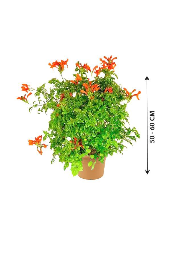 Cape Honeysuckle-Tecoma Capensis - Plantsworld.ae - {{ varient.name }}