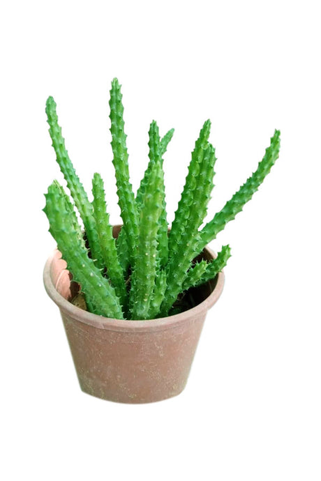 Caralluma Cactus - Caralluma Adscendens | Unique Succulent Plant for UAE Gardens