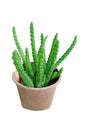 Caralluma Cactus - Caralluma Adscendens | Unique Succulent Plant for UAE Gardens