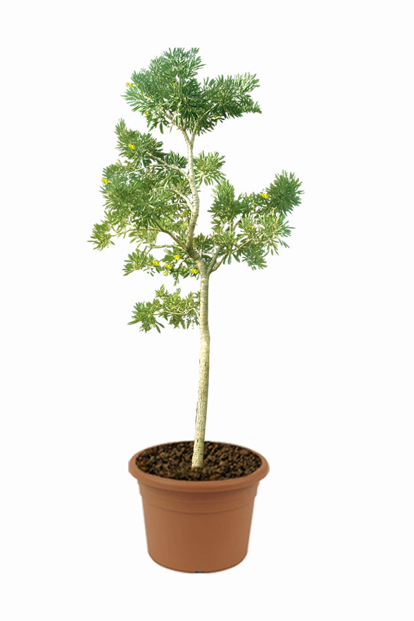 Caribbean Trumpet Tree (Tabebuia Aurea) with Bright Yellow Flowers
in decor pot.
