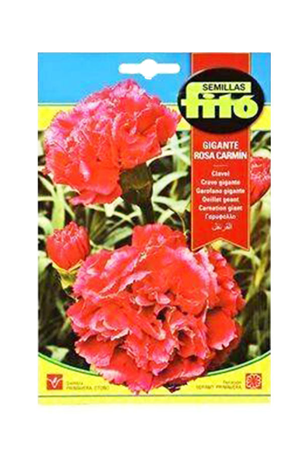 Fito Carnation Giant Carmine plant with vibrant red flowers, perfect for enhancing gardens, available at Plantsworld.ae