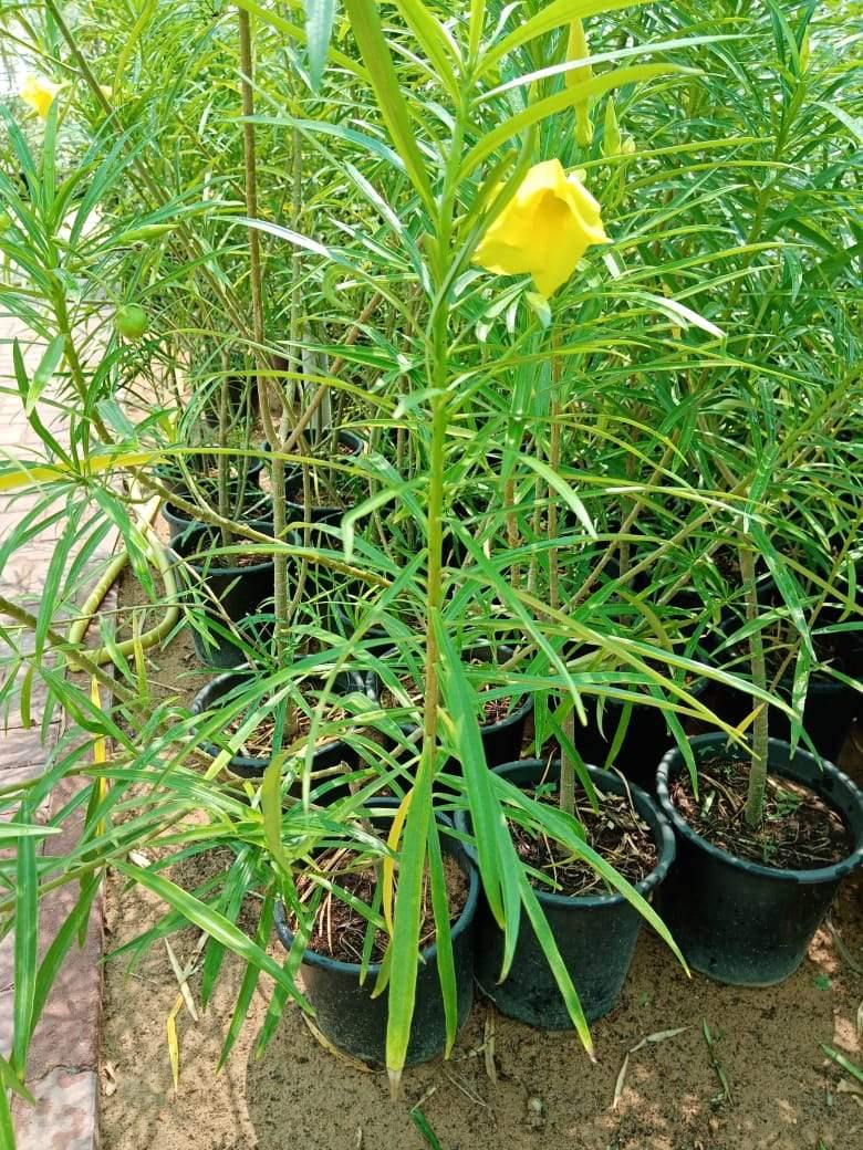 Cascabela Thevetia Kaner Plant with Yellow Flowers in Outdoor Garden Setting