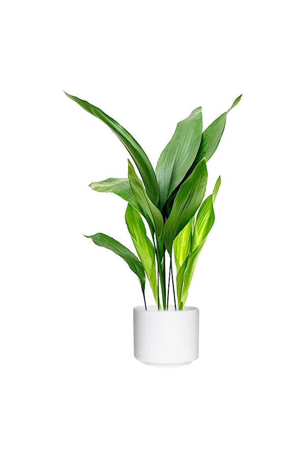 Cast Iron Plant - Aspidistra Elatior - Table Top Plant - Indoor Plant for Home