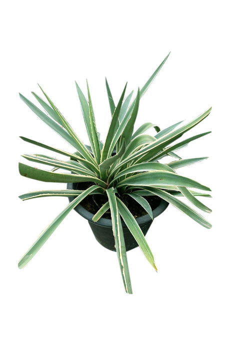 Century Plant - Agave Americana Marginata with Variegated Leaves in a Desert Garden