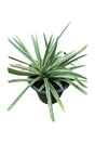 Century Plant - Agave Americana Marginata with Variegated Leaves in a Desert Garden