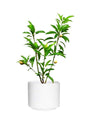 Chikoo-Manilkara Zapota - Chikoo-Manilkara Zapota - Plantsworld.ae