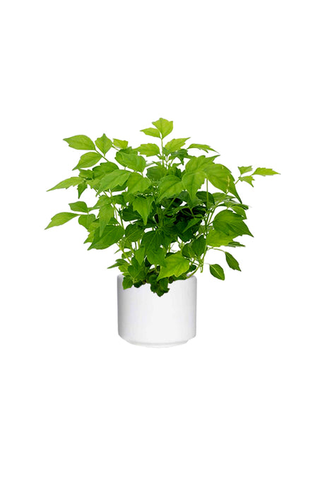China Doll Plant - Red Machera - Indoor Plant for Home Decor