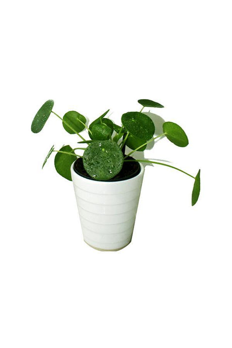 Chinese Money Plant - Pilea Peperomioides - Low Maintenance Plants - Chinese Money Plant - Pilea Peperomioides - Low Maintenance Plants - Plantsworld.ae